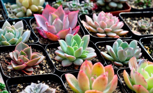 多肉怎么长桩 4841448abdfc42b78a2401855de4c90b.jpeg