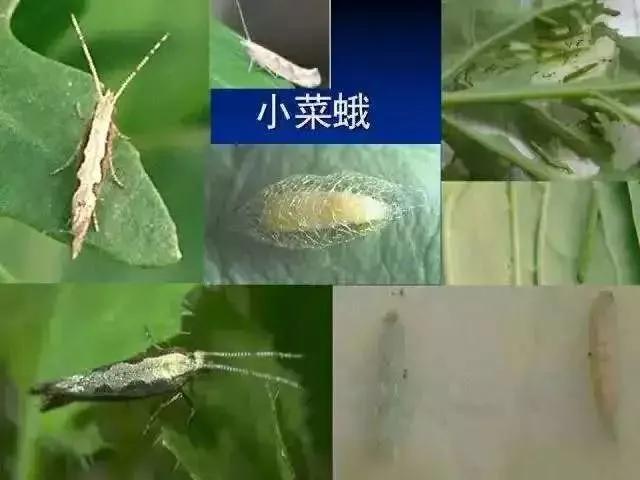 黑头蛆基本没有特别理想的药剂防治,对噻虫胺,毒死蜱等已经有较大抗性