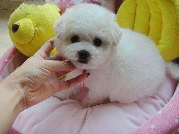 夏天给狗狗剃毛降温有用吗
