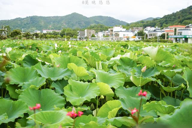 汕尾乡村旅游GDP_汕尾美丽乡村图片