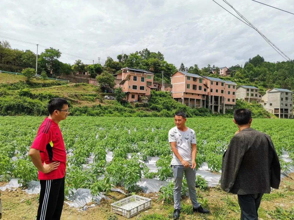 贵州岑巩县亚林村300亩辣椒产业持续壮大村级集体经济