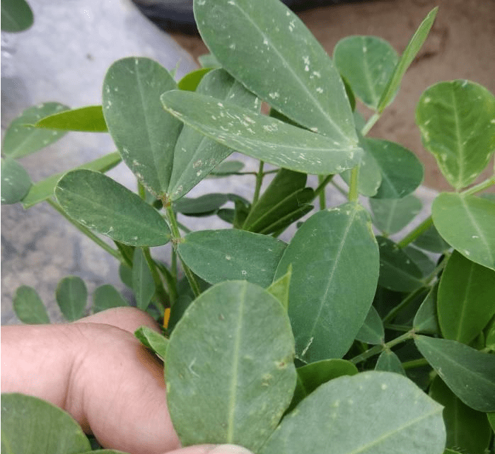 花生蓟马危害症状和防治打花生田抗性蓟马用什么药好