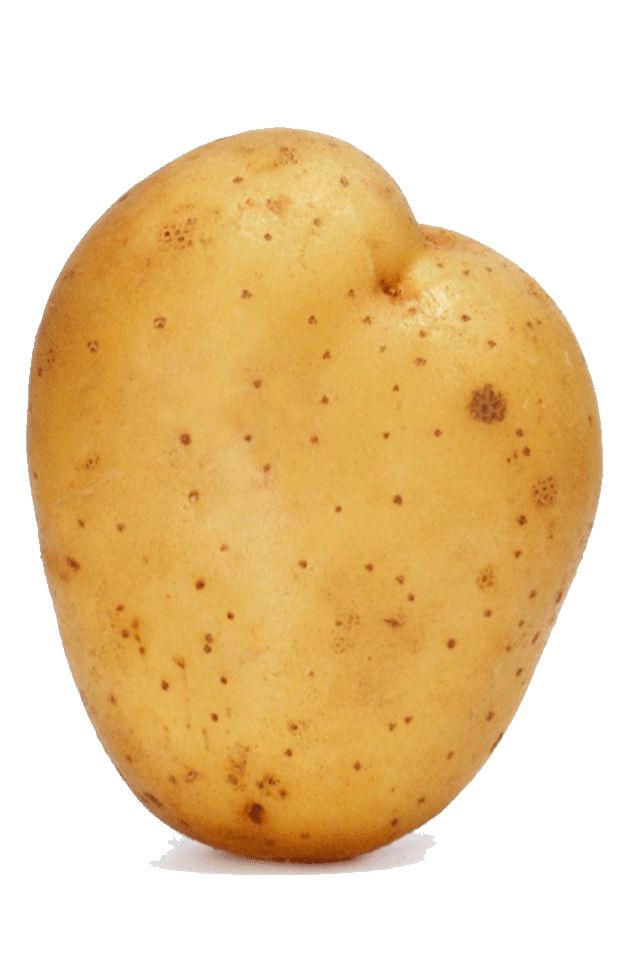 this is   potato. 这是一个土豆.