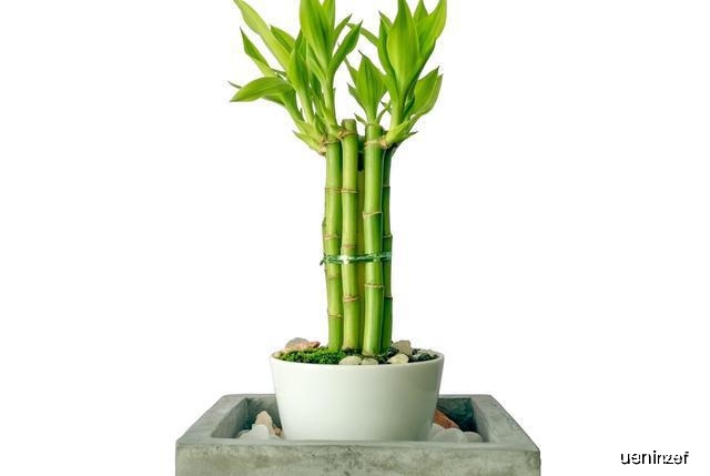 怎么养花才会更鲜 39f3cd5fff1a4d349c340b4bca34fc5c.jpeg