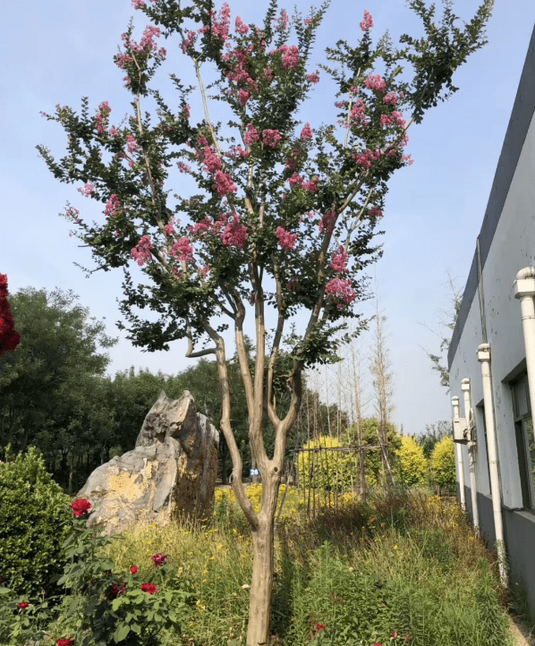 筑邦美植|盛夏绿遮眼 此花红满堂—紫薇