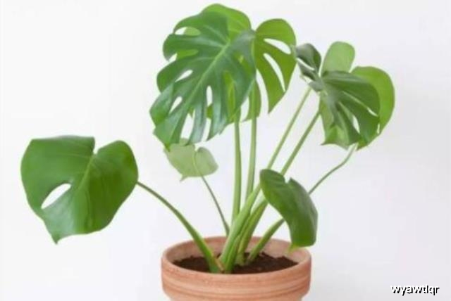 龟背竹怎么修剪视频教程 05357b2493cc477091f44974014a9ce1.jpeg