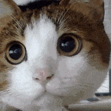 原创显微镜下的猫屎,竟然和这么多食物都撞脸!