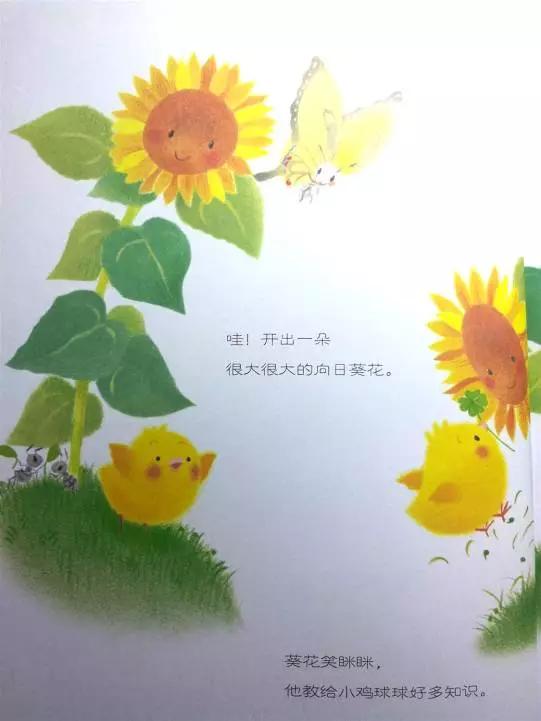 小鸡球球和向日葵