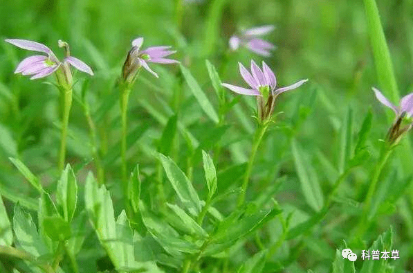 半边菊,半边旗《广西中药志》,奶儿草,半边花《浙江民间草药》,箭豆