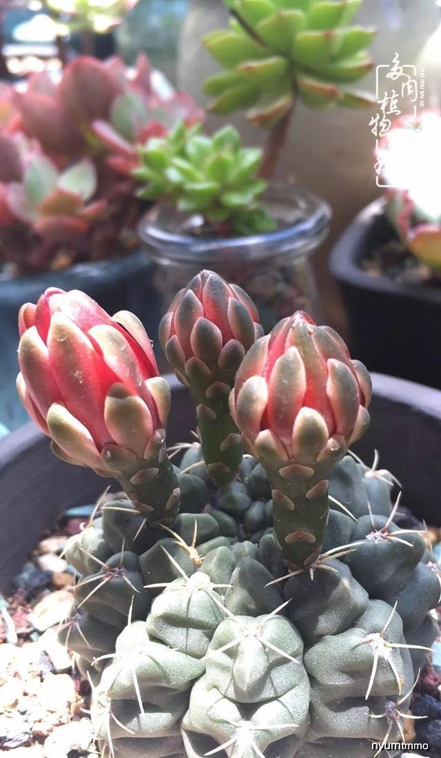 多肉怎样才能不长大 cf9bbdff34af4c1eab00180a2a2e42bf.jpeg