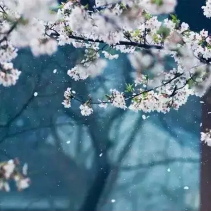 梨花飞情人泪动态曲谱视频_梨花飞情人泪图片(3)