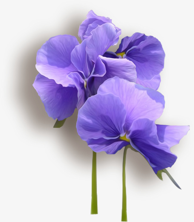 爱的花语之紫罗兰