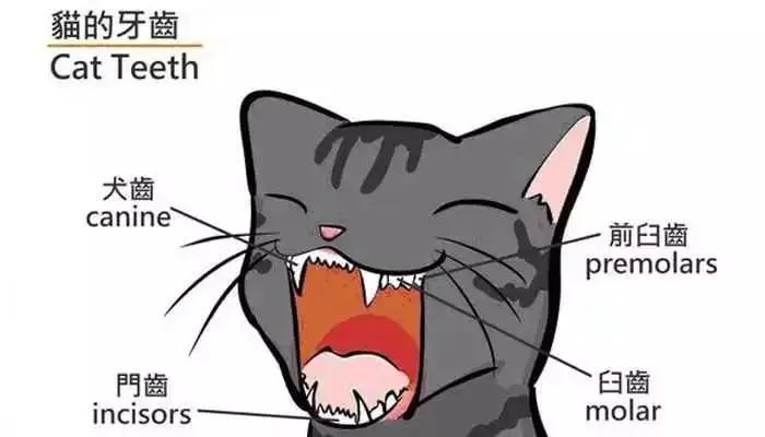 先以猫咪为例,看看宠物的牙齿分布