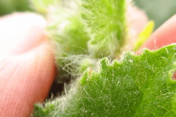 节瓜蓟马危害症状和防治技术打抗性蓟马用什么药好