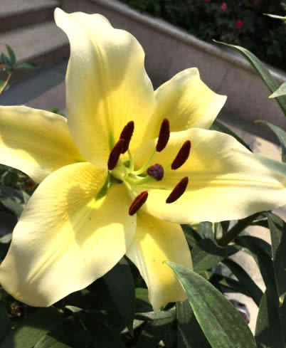 百合花里的"霸主,名叫"黄天霸,花朵硕大如脸,50元一盆