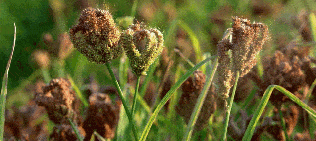 习水红稗您有一则来自农耕时代的天然营养秘方待查收