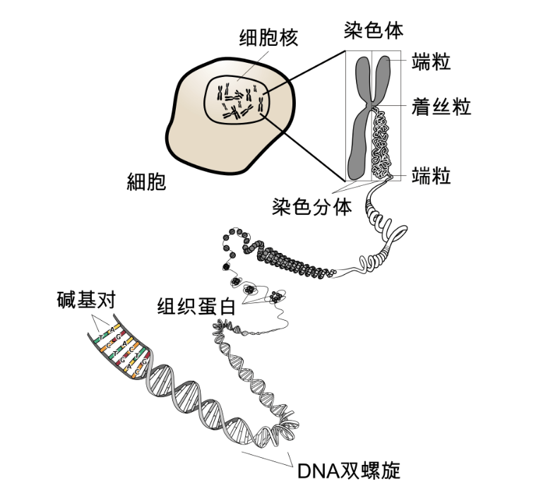 备孕须知 生理知识 dna和基因 遗传病