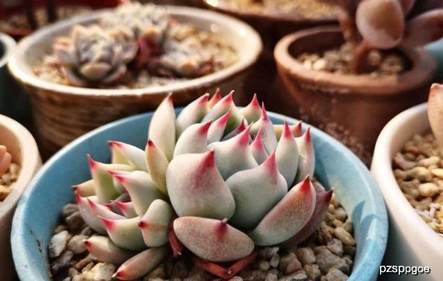 多肉小白药有效果吗 9177a4193ed741fba6be781e20edb1ee.jpeg