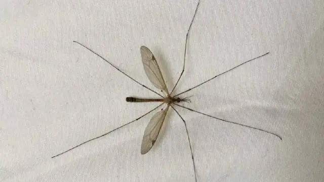 小知识:蚊子为何要吸血呢?