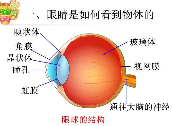 科普:我们的眼睛是如何看见物体的?