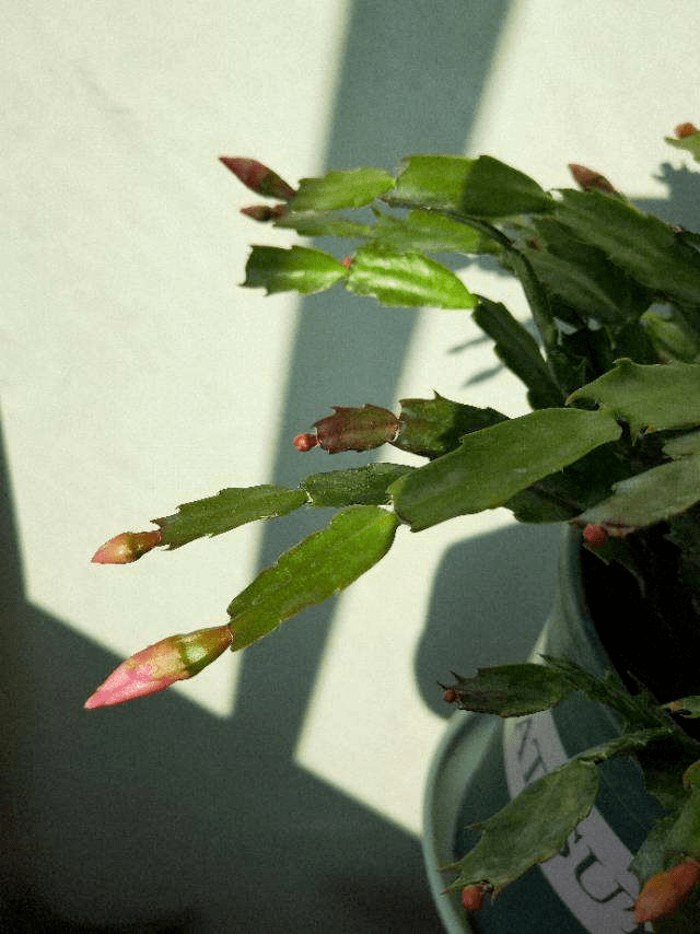 花友|那是因为没注意4点,现在学还来得及买回家的花总消苞
