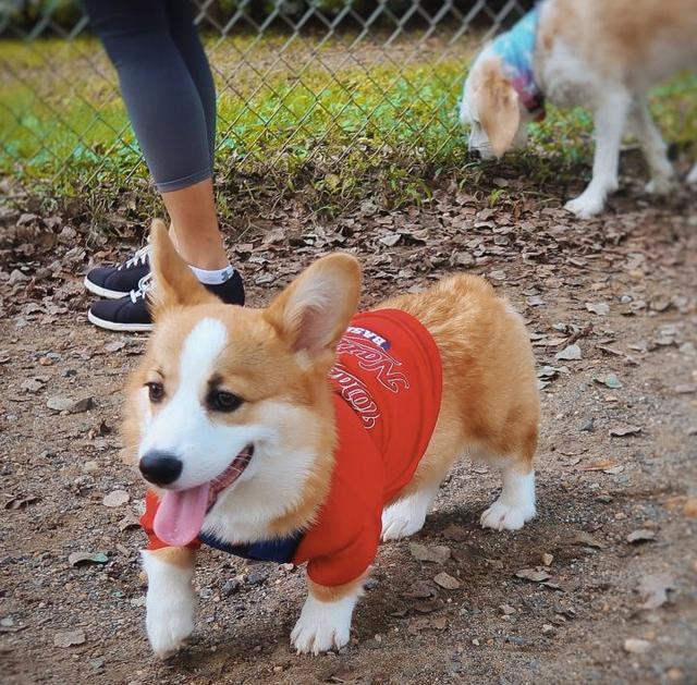 关于柯基犬的10条小秘密,知道五个以上的就是"老司基"