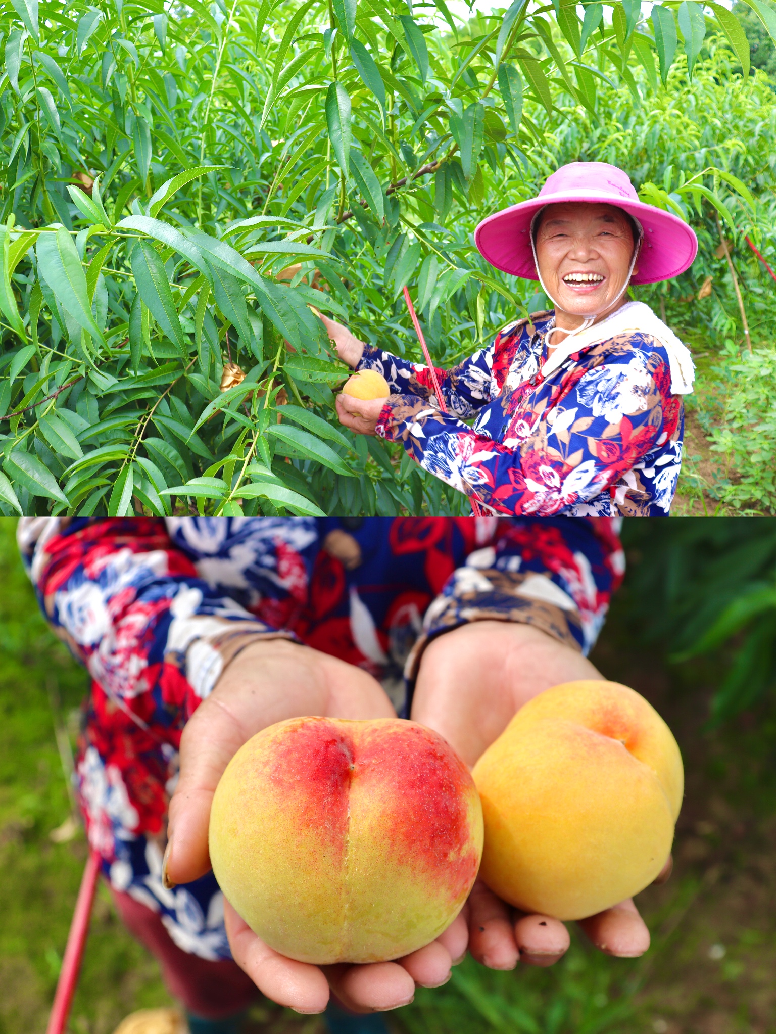 安吉一日游 夏天去摘桃子吃,做一个蜜桃女孩