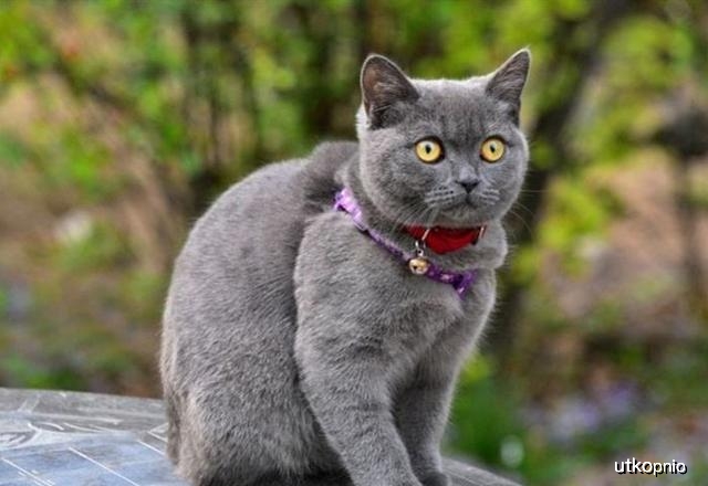 猫的名人 cb7634da0c3d48b08a9386dcb7f1dc2a.jpeg