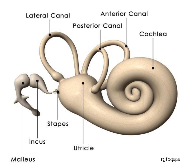 啥是内耳前庭 9da26f6da49a410e8c114814736245cf.jpeg