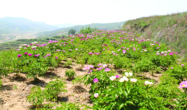 离石区大力发展中药材生产基地