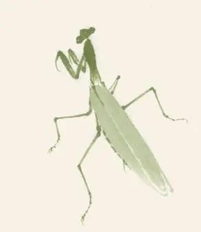 3.用汁绿画出螳螂的六肢,按其生长结构,同时注意动态的安排.