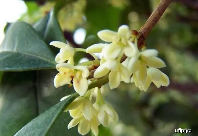 原创桂花独占三秋压众芳,九月香飘十里香,想知此花有几种?阅文便知