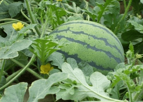 [我国]不如现在好吃却让人迷恋，这是为何？，西瓜那些年少有人知的历史