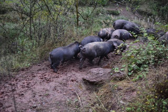 养一只猪能创造多少gdp_一只猪侧躺着像人的图(2)