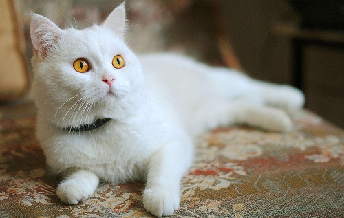 怎么看小猫有没有拉肚子 de1d2e92c72b4f23ab9551d921f9bc18.jpeg