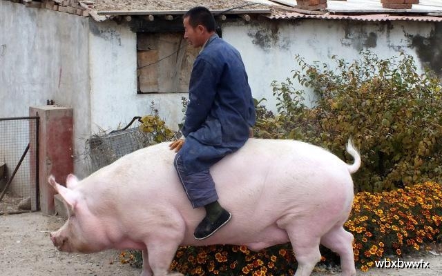 中国出现重达1000斤的巨型猪!比雌性"北极熊"还重
