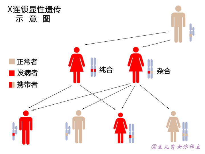 备孕须知:生理知识:也许你不知道的遗传病知识(2)