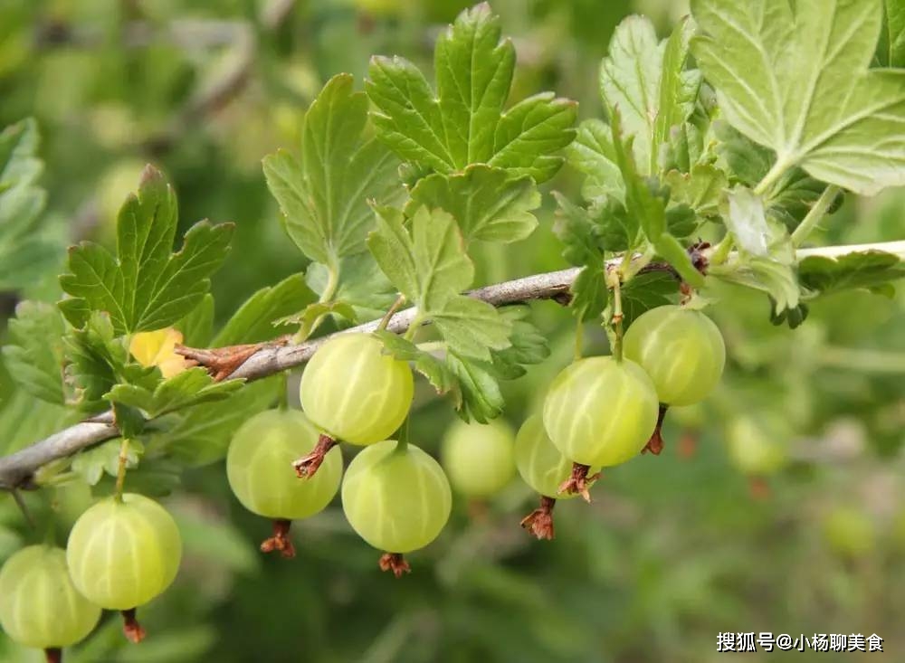 补肾的水果有哪几种 69b80a3f96bf480a8b403dcc582cfb1a.jpeg