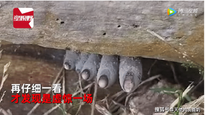 因其形状被称为"死人的脚趾或手指"