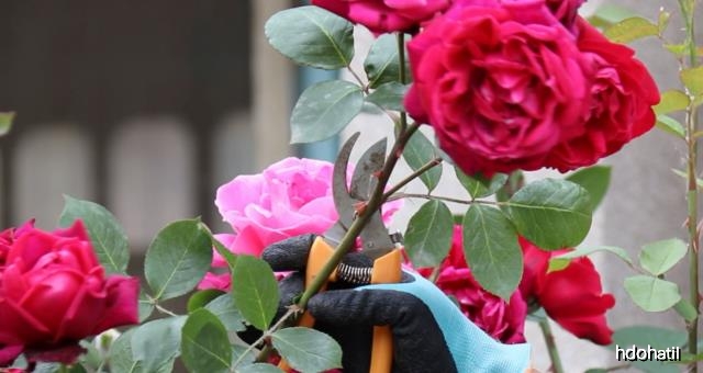 月季花什么时候修剪最适合 3d9e6e9b13094970b764de9c0e44761c.jpeg