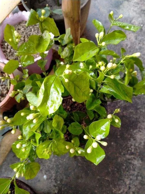 茉莉花后赶紧剪,剪完就开花,一直剪一直开!