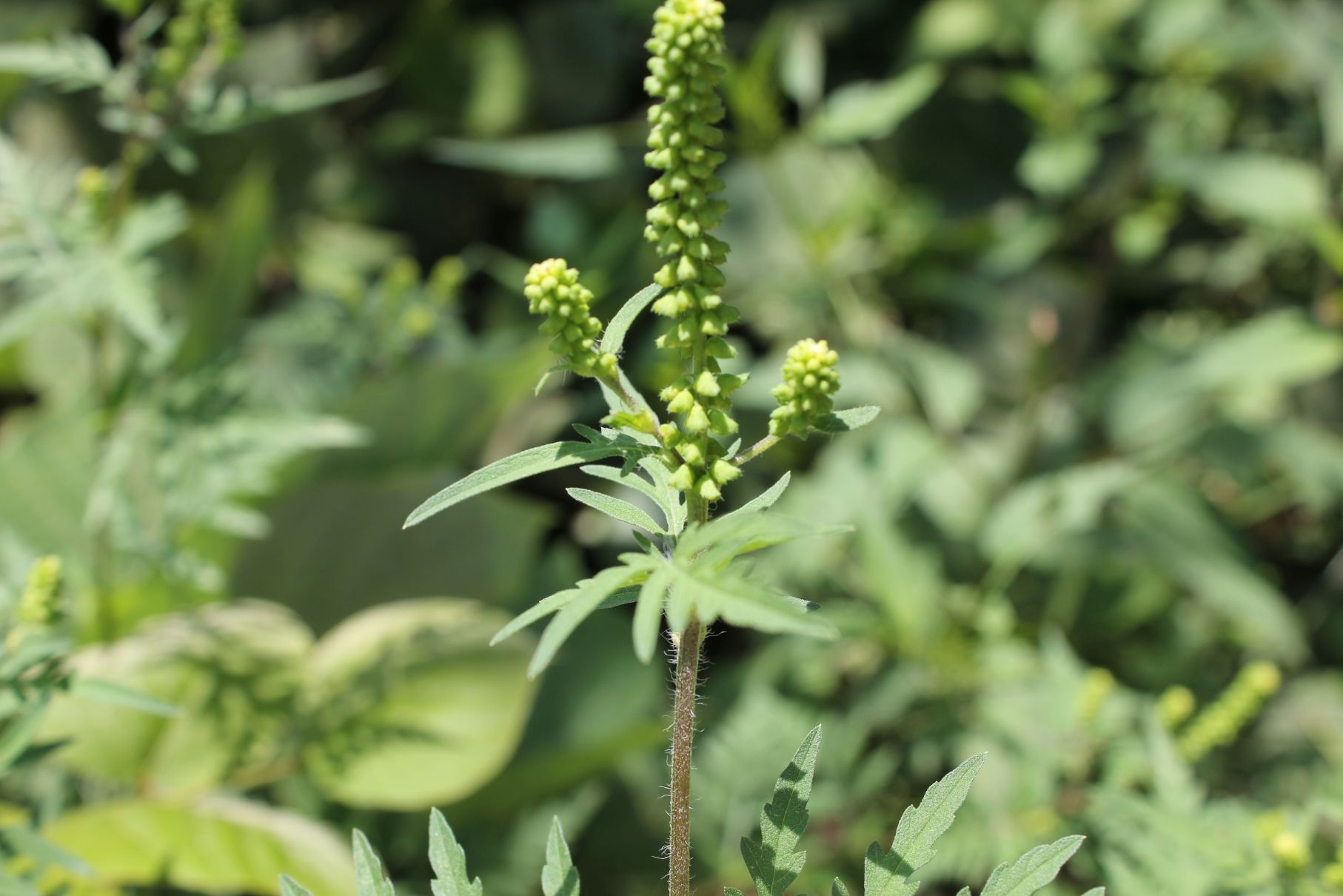 庆元植物1172菊科豚草属豚草