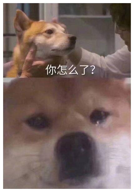 两开花熊猫头更新 期末考试焦头烂额表情包