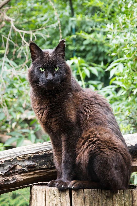 原创体型最大的猫属动物:名不副实,能在水中游1500米,存在黑化个体