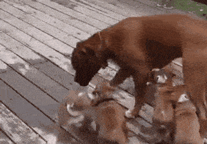 狗狗世界里有亲情吗?答案让人大跌眼镜