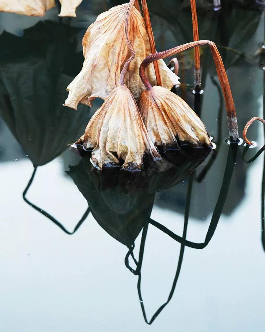 一枝荷,想她的夏天,荷叶如盖,婷婷青青,随风款摆.