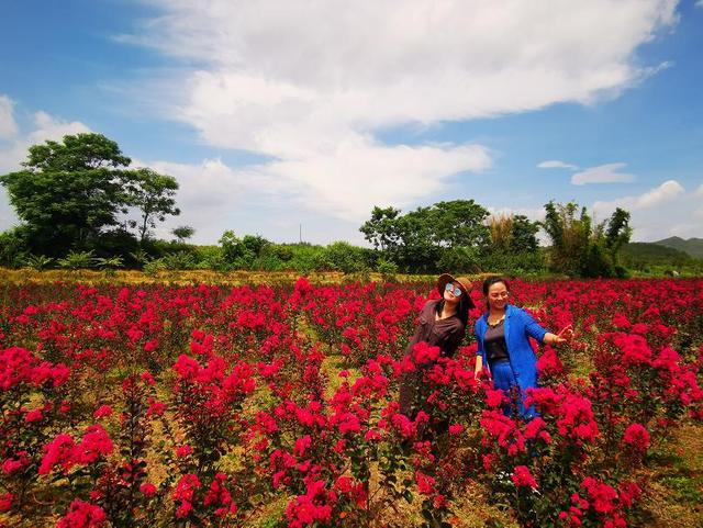 2020年大余蔡家花海天鹅绒紫薇花海美图秀