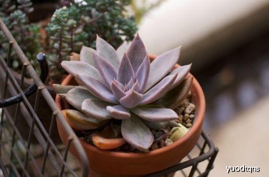 多肉植物怎样浇水才能根系发达 75158af9f62240f09742cac17a2db4a8.jpeg
