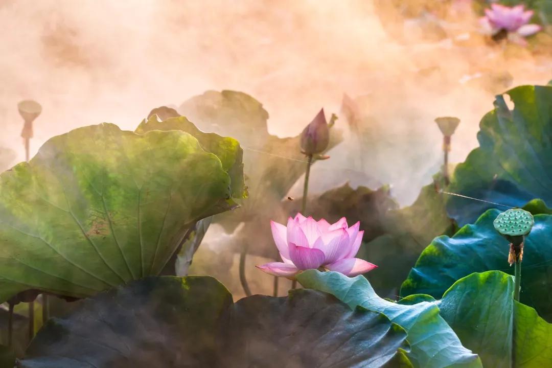 10首美丽诗词：诗情画意，美到极致