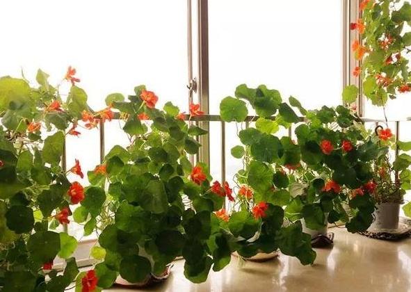 夏天种什么植物合适 e132fa890b0a418eb76a0263db4543a4.jpeg